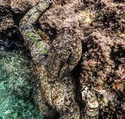 Salvimar Krypsis 5.5mm Wetsuit 7 Salvimar Krypsis 5.5mm Wetsuit -Alvey shop salvimar krypsis 3.5 mm wetsuit e5f6da03 5b4c 4b95 88cf 369184519bd3